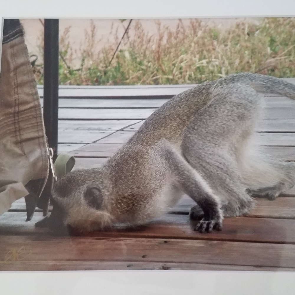 Safari photo monkey peeking under tent